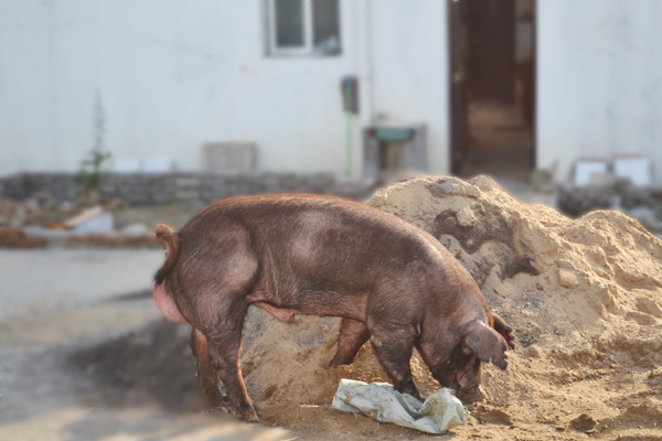 杜洛克公猪